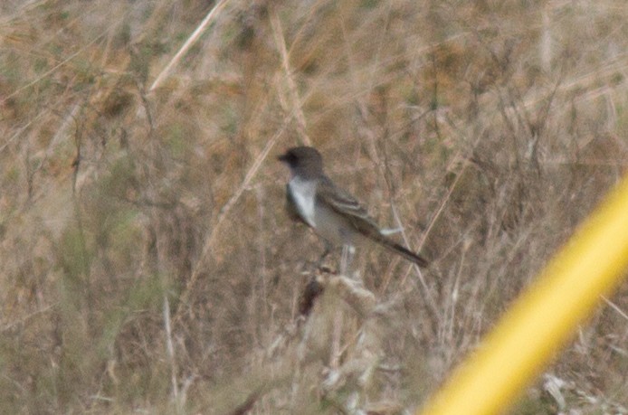 Тиран королівський - ML67873391