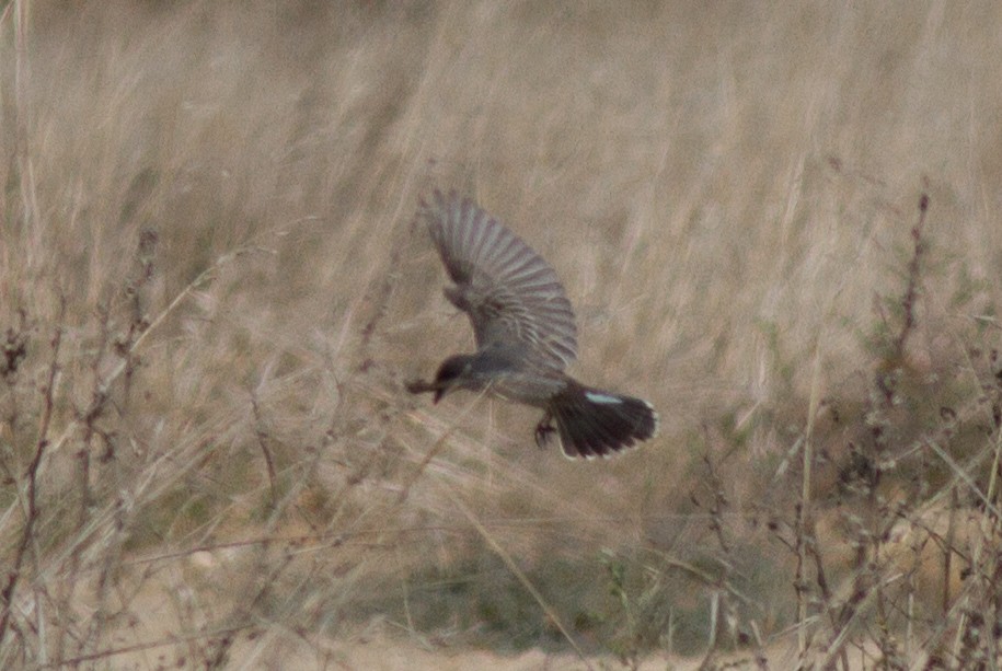 Тиран королівський - ML67873421