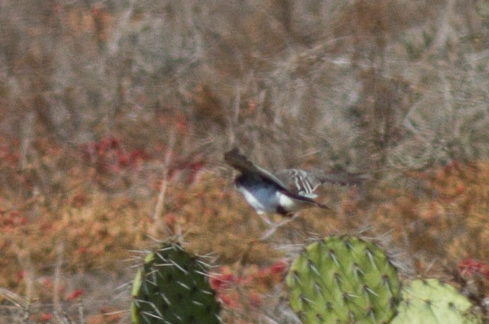 Тиран королівський - ML67873431