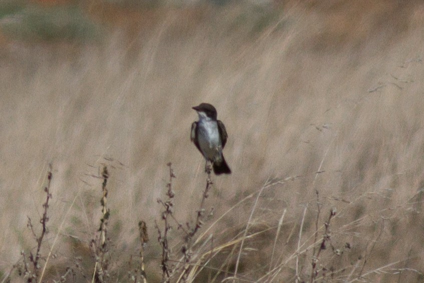 Тиран королівський - ML67873461