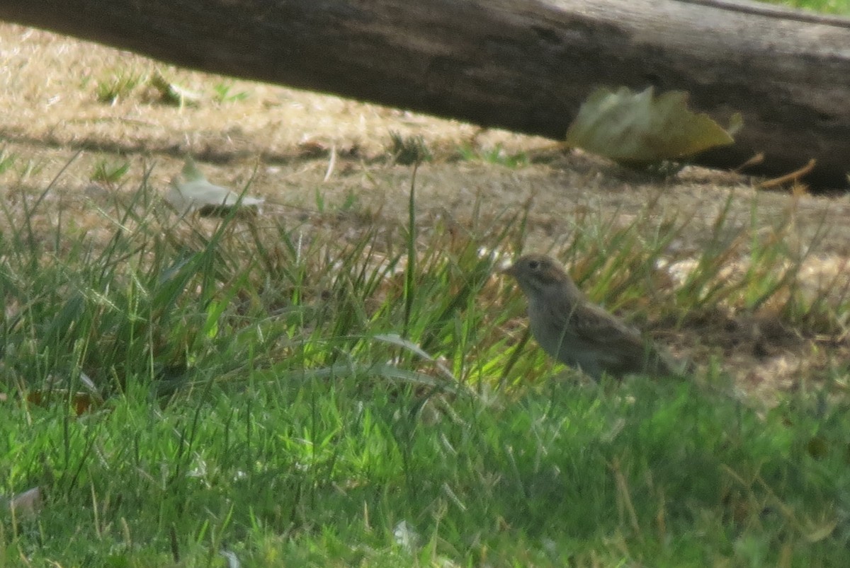 Brewer's Sparrow - ML67873471