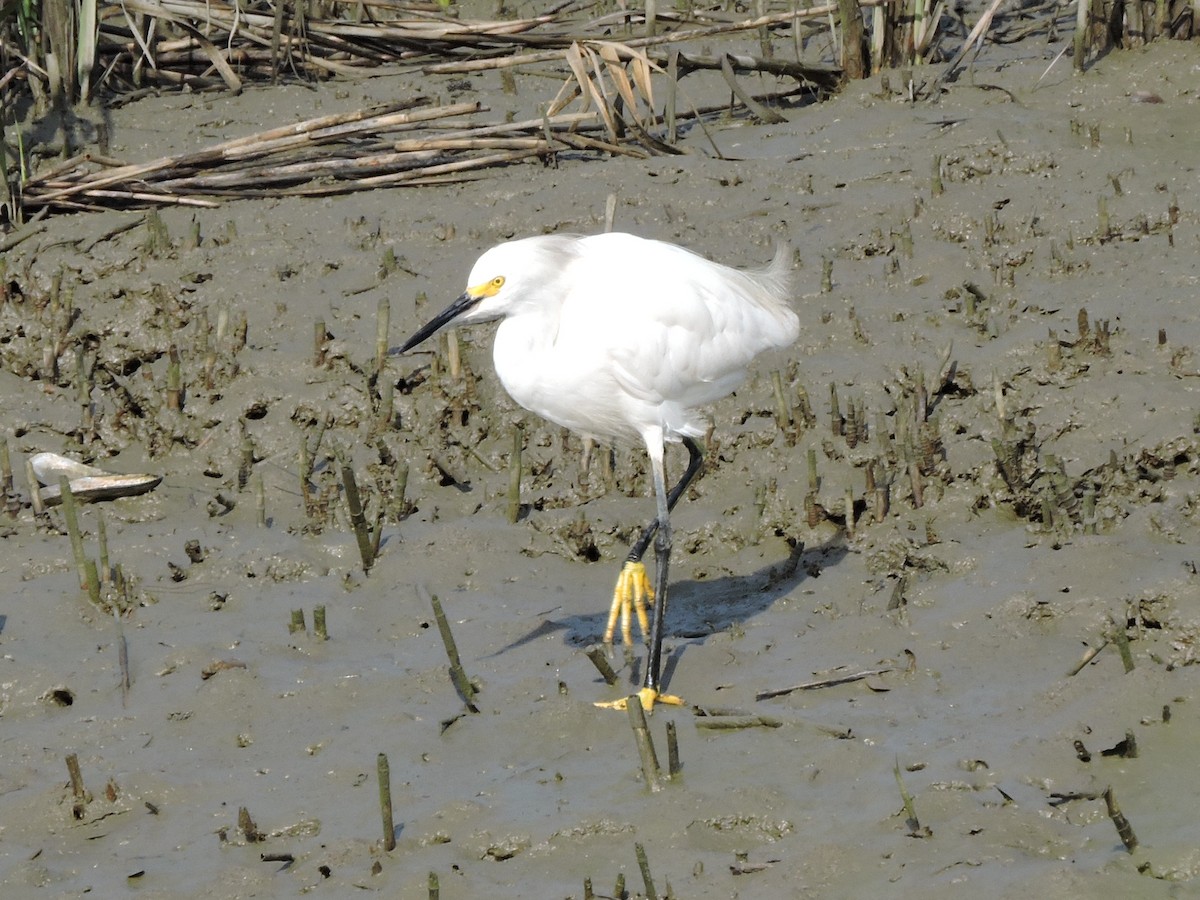 Snowy Egret - Craig Watson