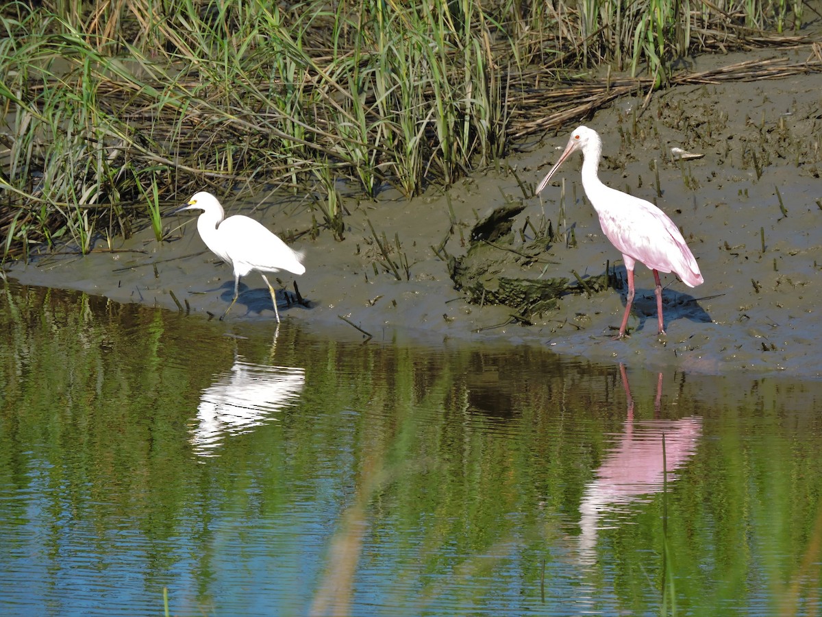 Snowy Egret - ML67874371