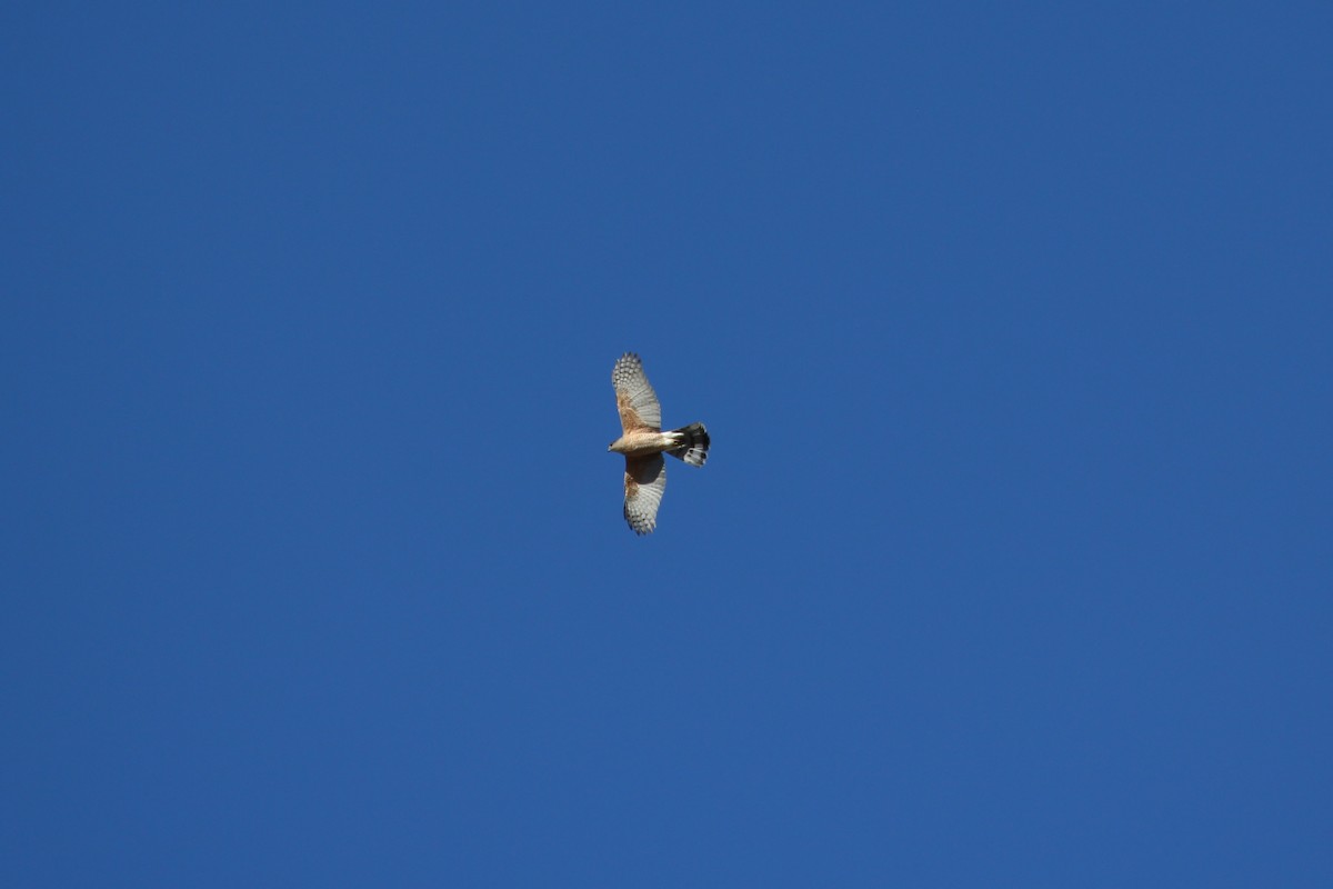 Cooper's Hawk - Craig Fosdick