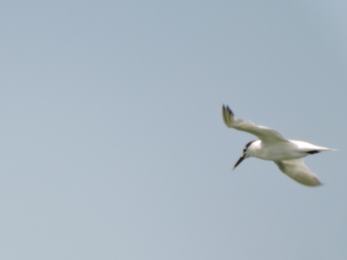 Sandwich Tern - ML67874891