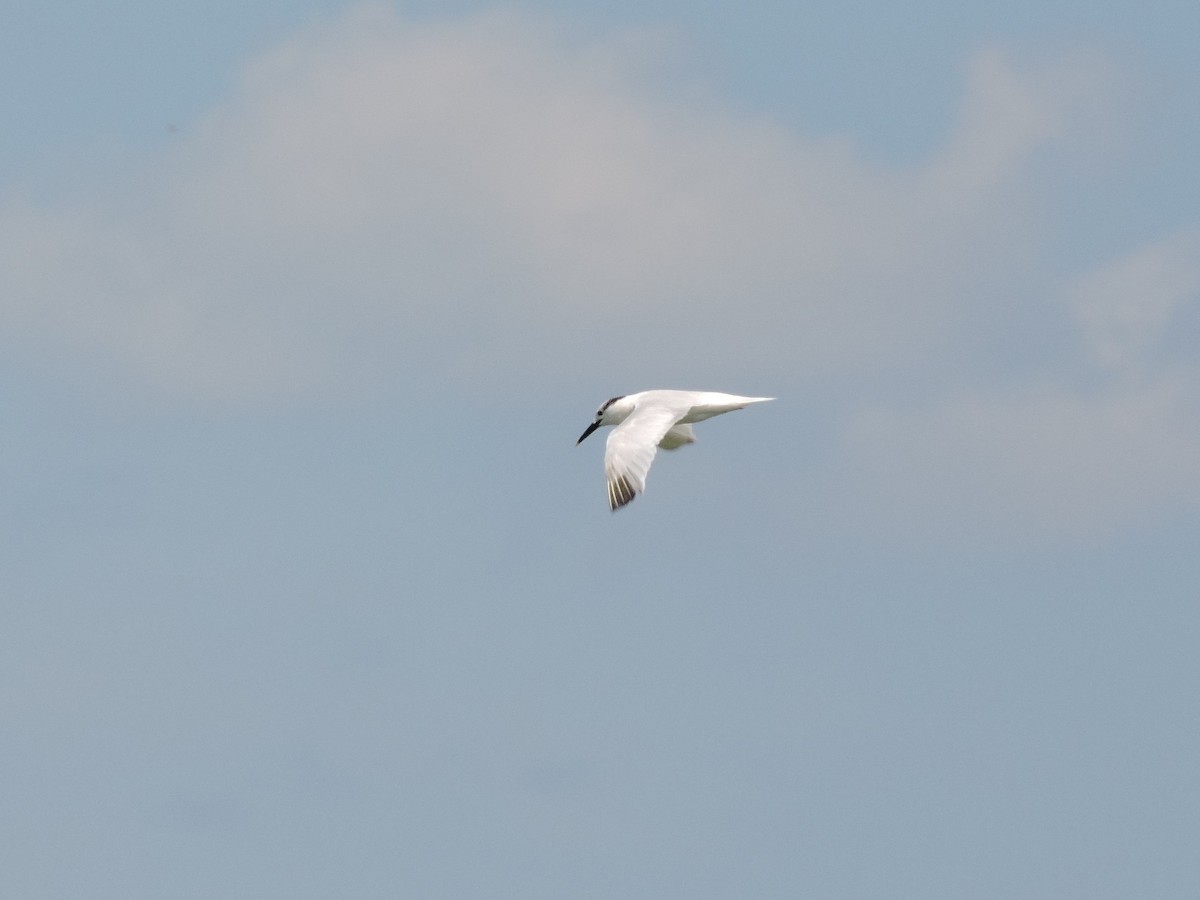 Sandwich Tern - ML67874901