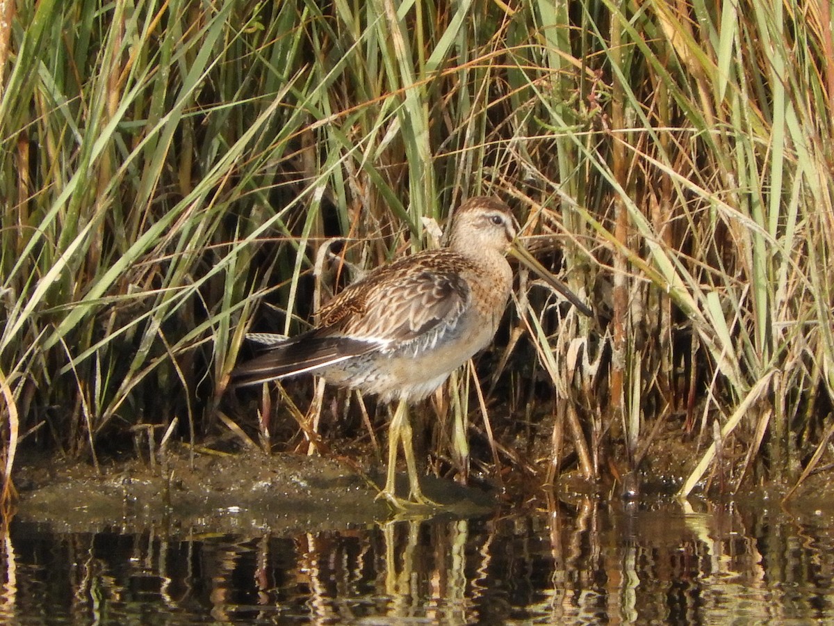 Short-billed Dowitcher - Bill Lee