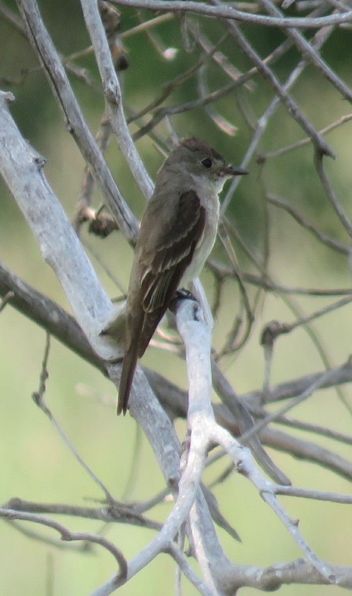 Western Wood-Pewee - ML67877541