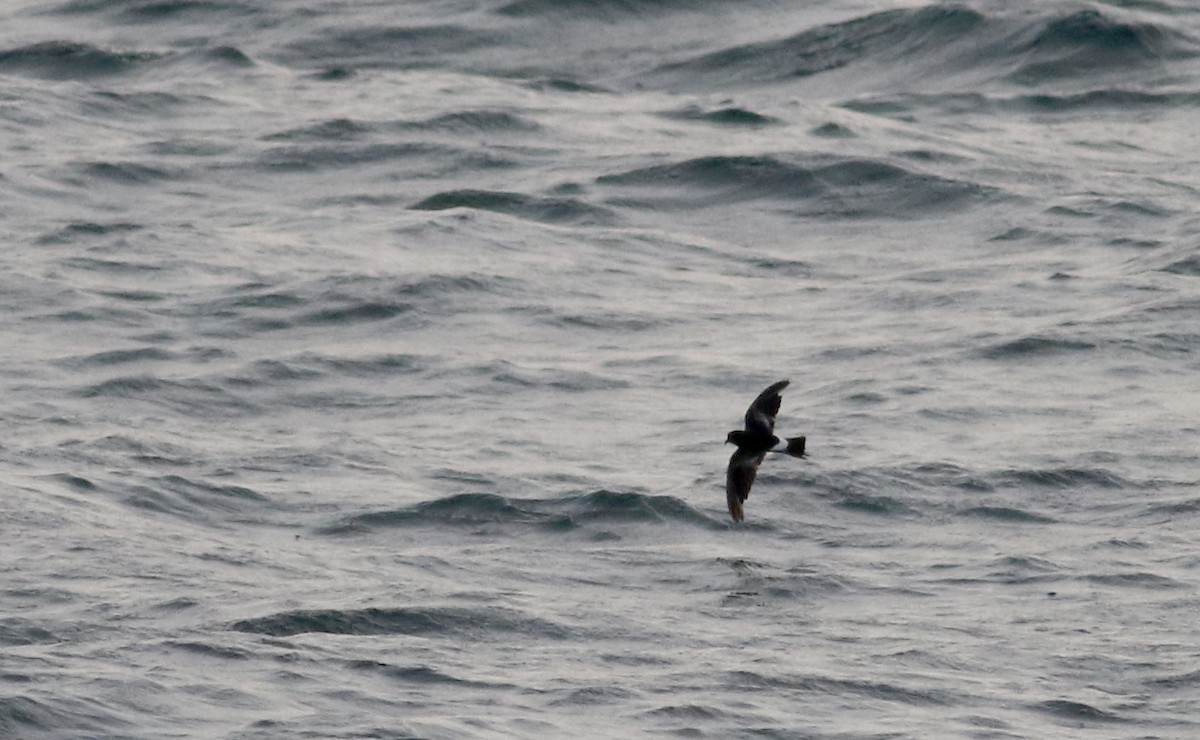 Wilson's Storm-Petrel - Jay McGowan