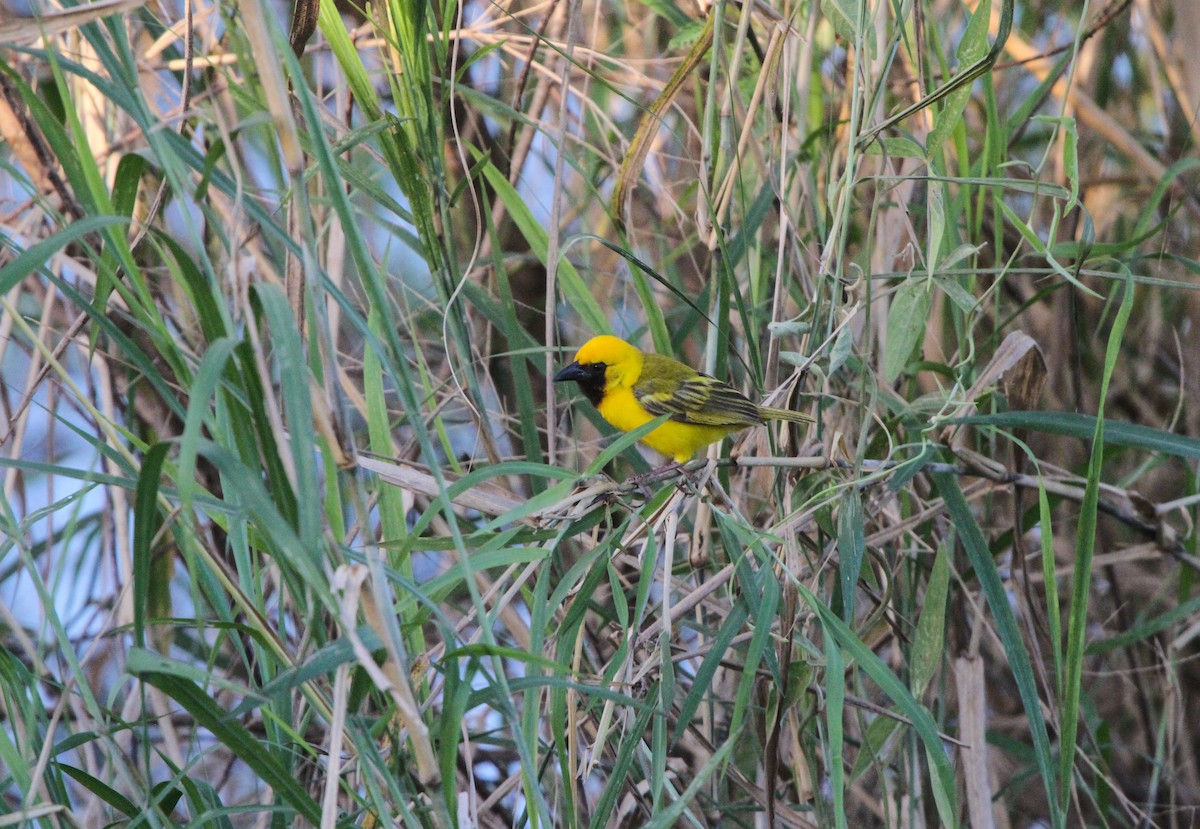 Kilombero Weaver - Pam Rasmussen