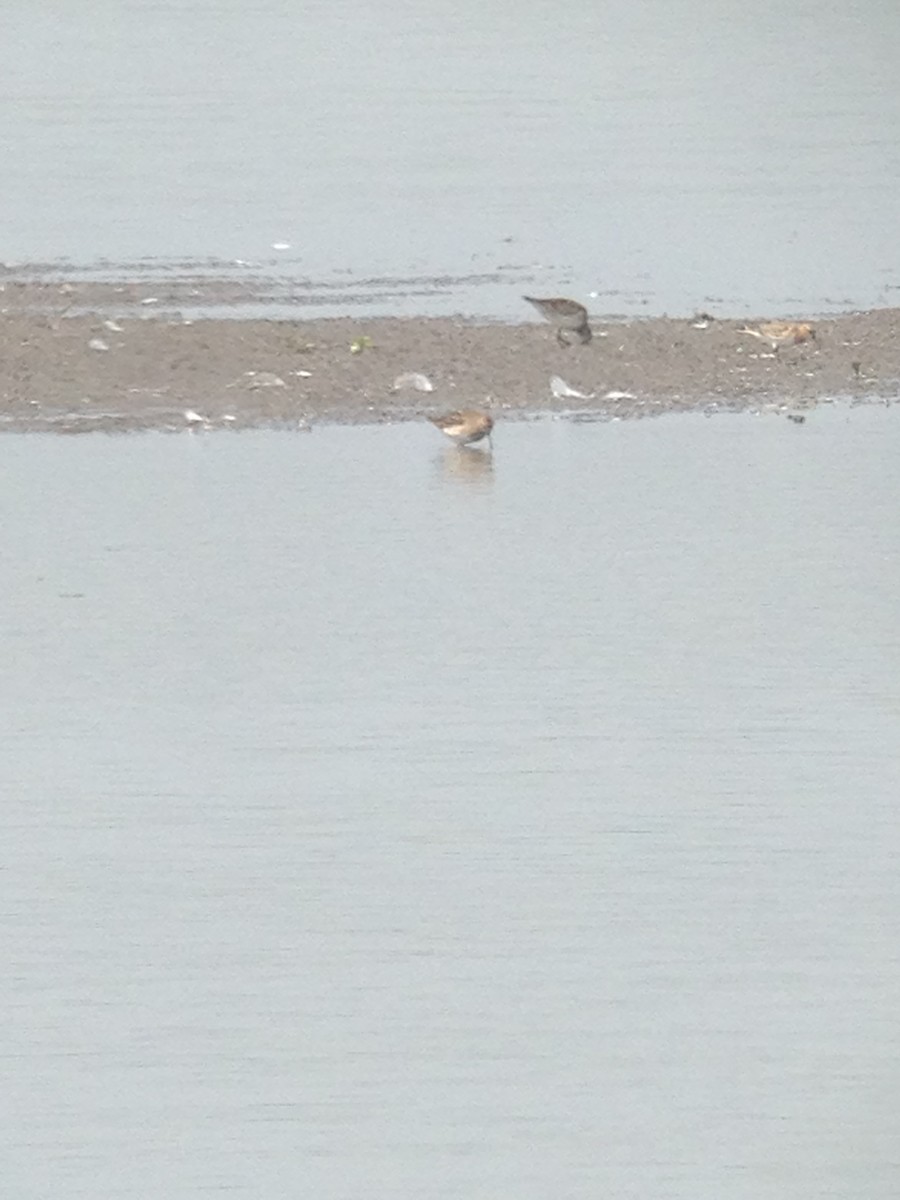 Baird's Sandpiper - ML67880641