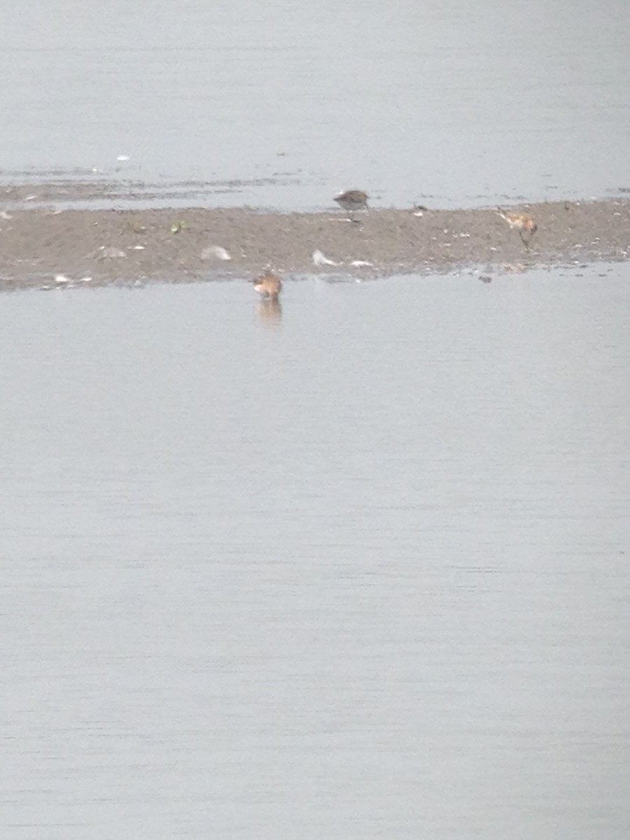 Baird's Sandpiper - ML67880661