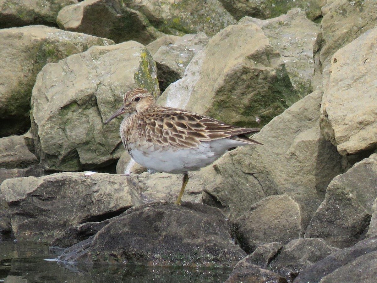 Pectoral Sandpiper - Michael DeWispelaere