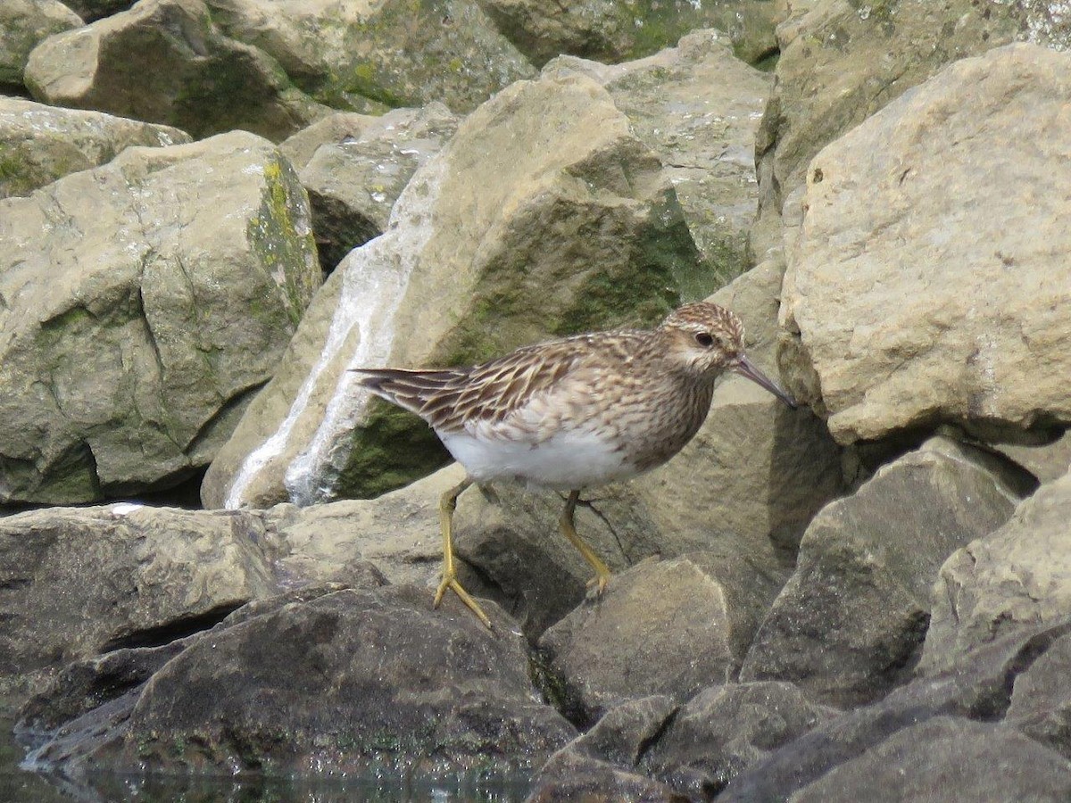 Pectoral Sandpiper - Michael DeWispelaere