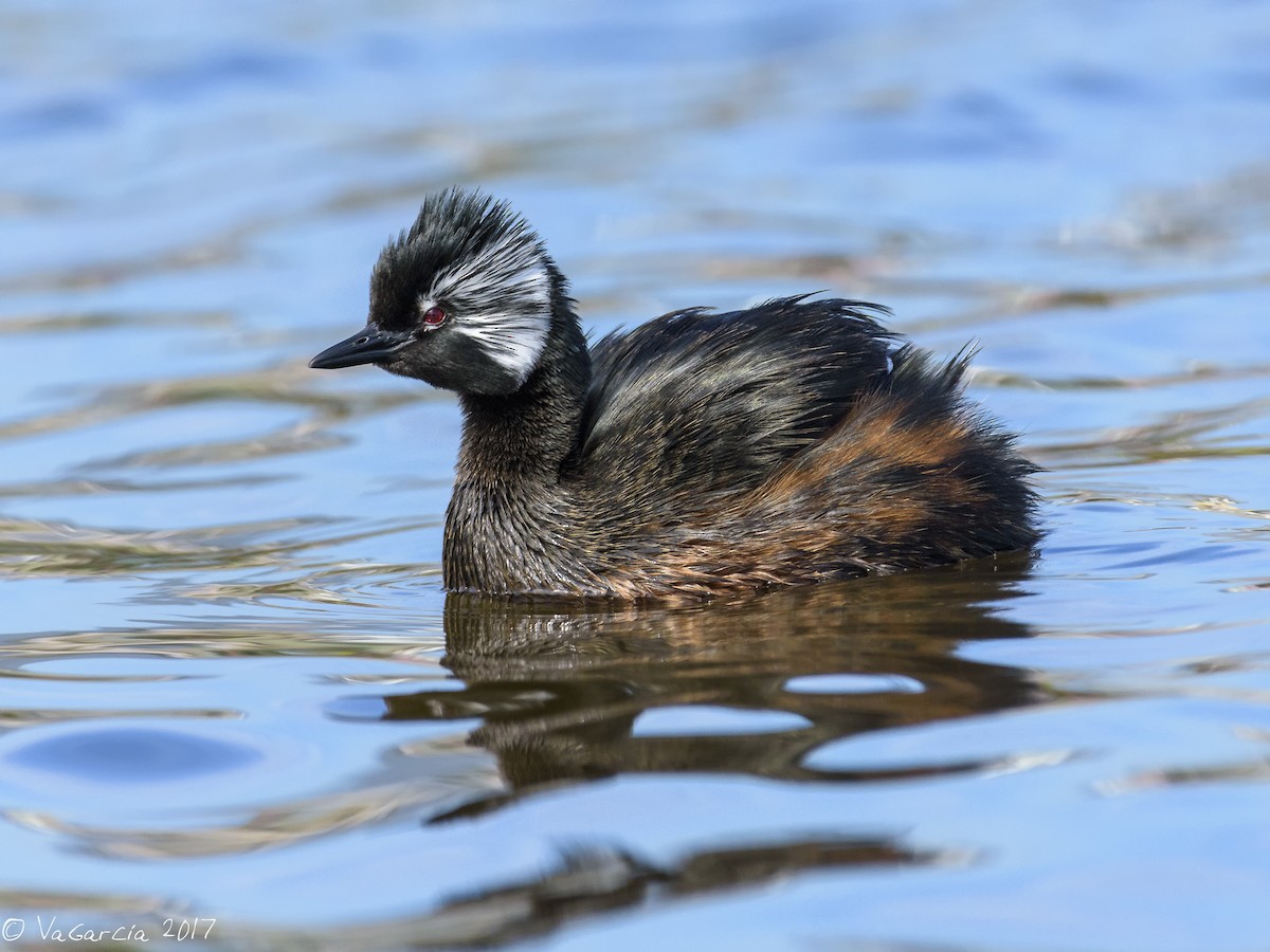 White-tufted Grebe - VERONICA ARAYA GARCIA