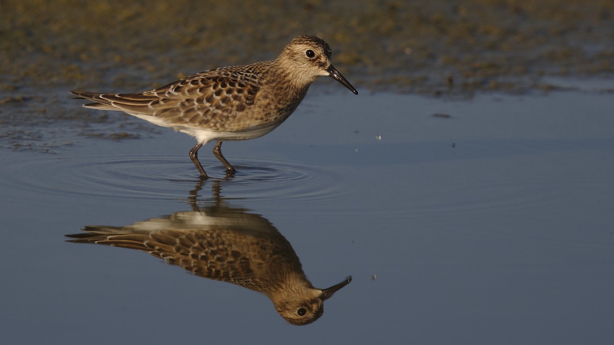 Baird's Sandpiper - ML67884981