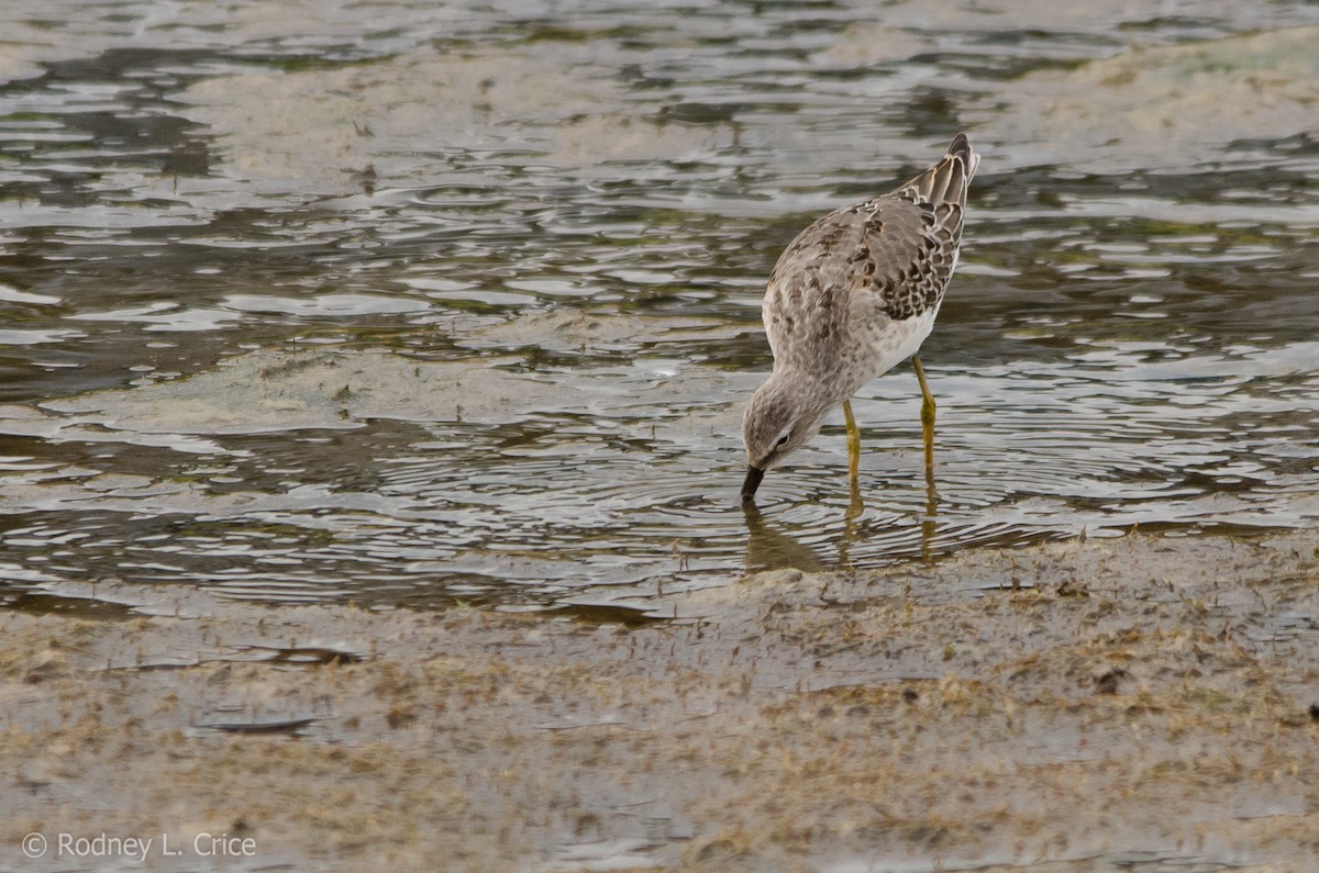 Stilt Sandpiper - ML67885181