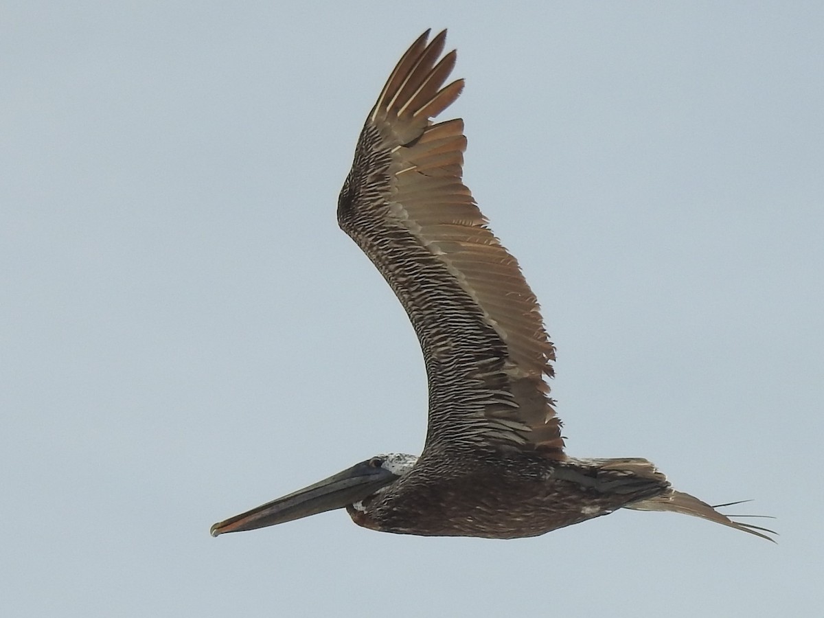 pelikán hnědý - ML67885211