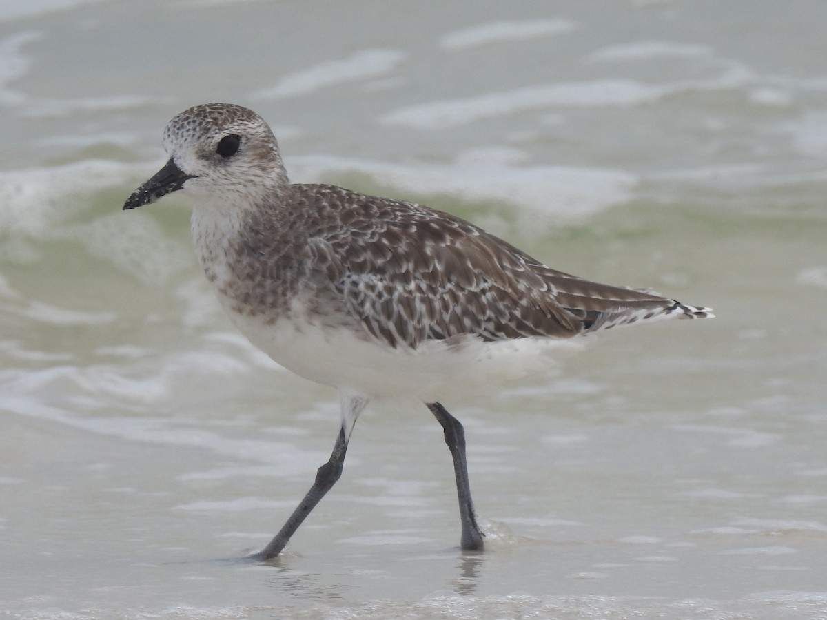 Black-bellied Plover - ML67885271