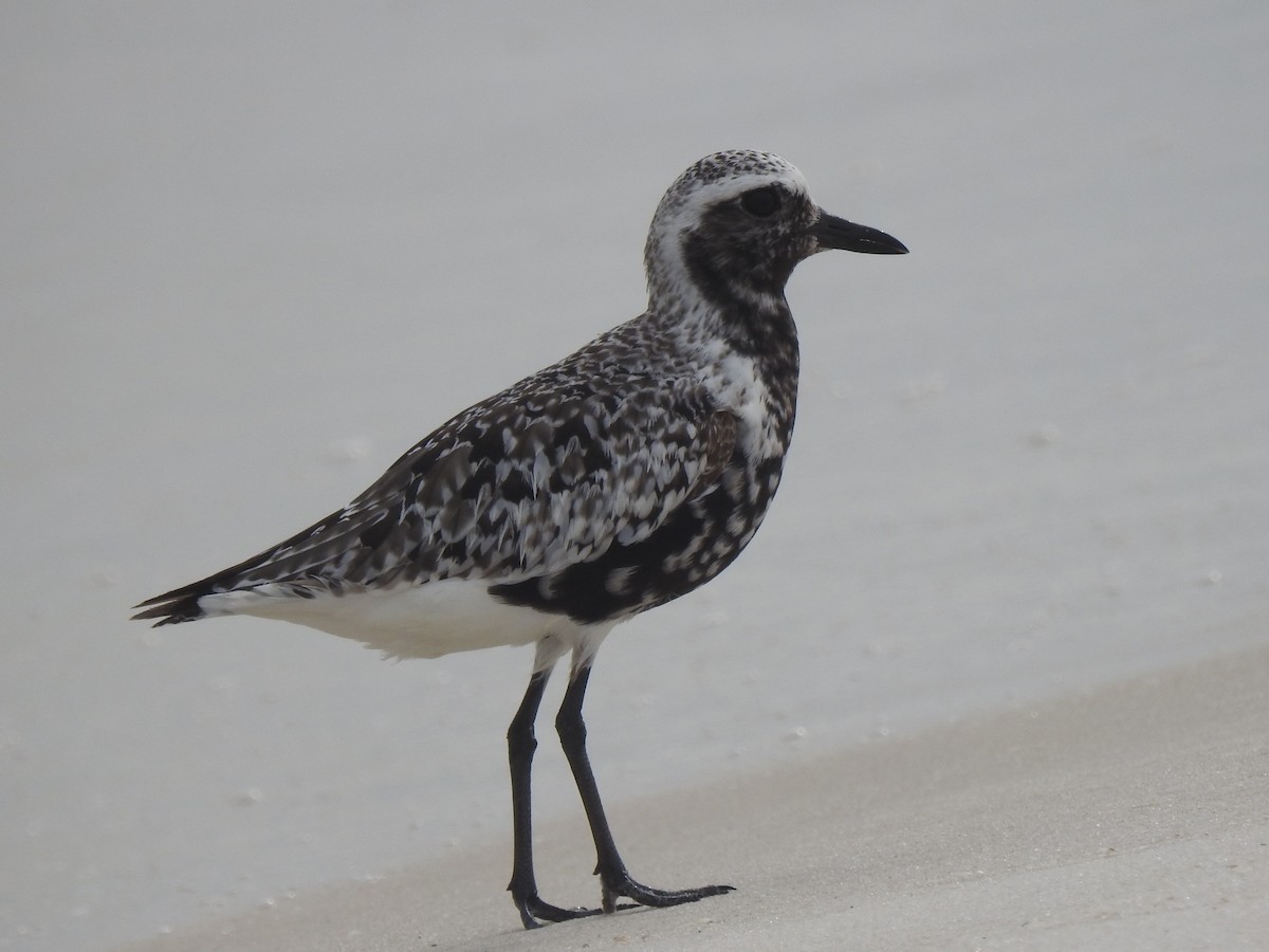 Black-bellied Plover - ML67885291