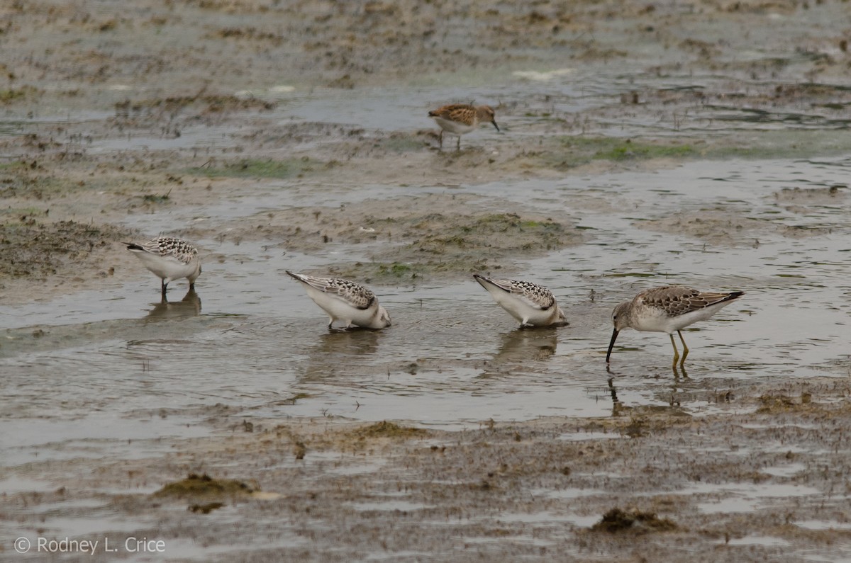 Sanderling - Rodney Crice