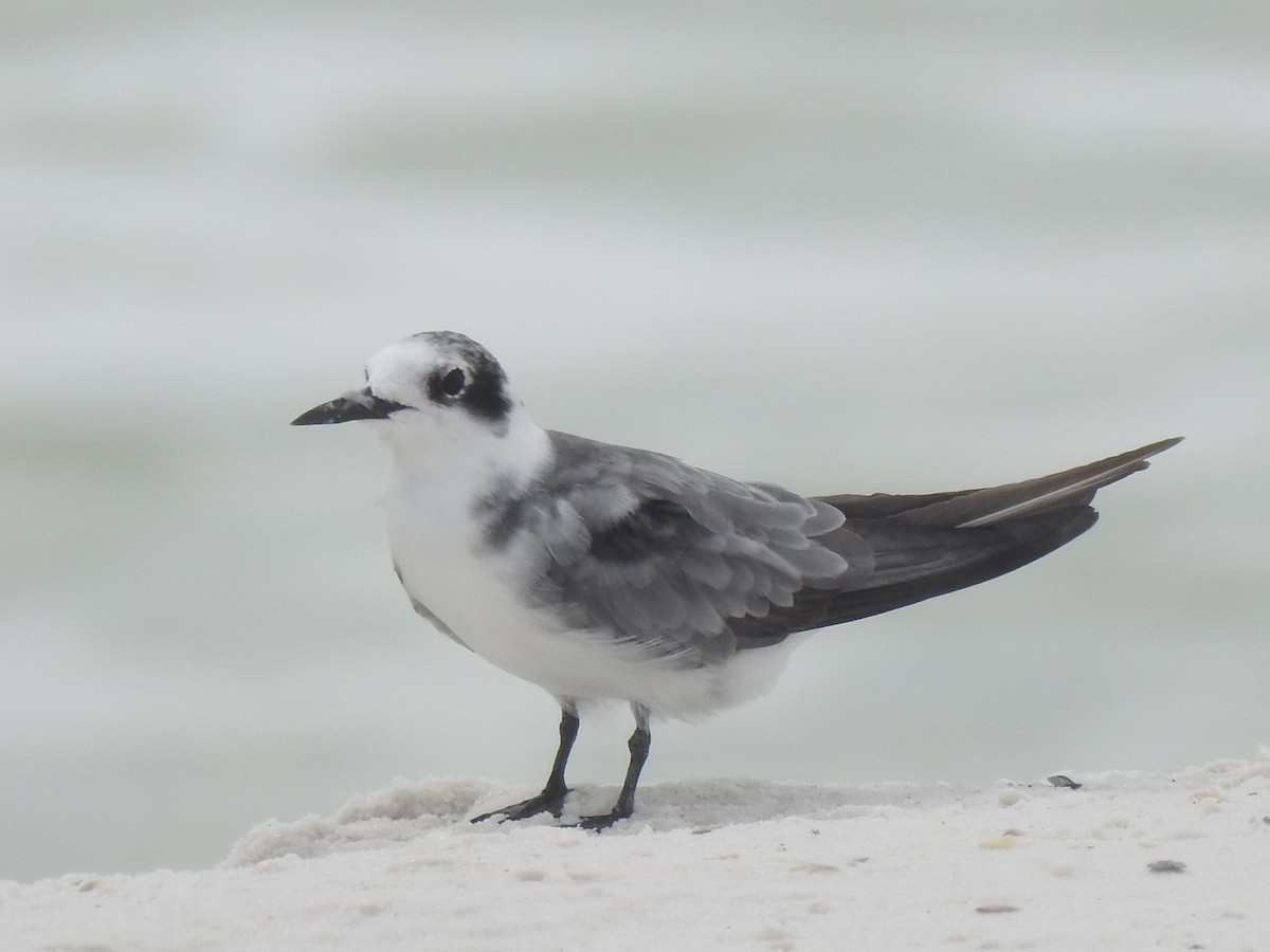 Black Tern - ML67885331