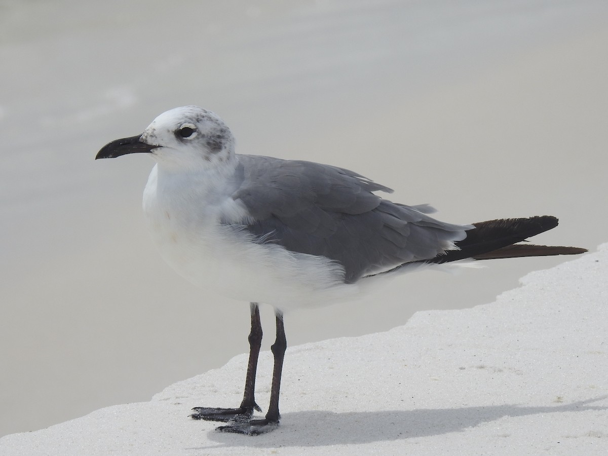 Laughing Gull - ML67885381