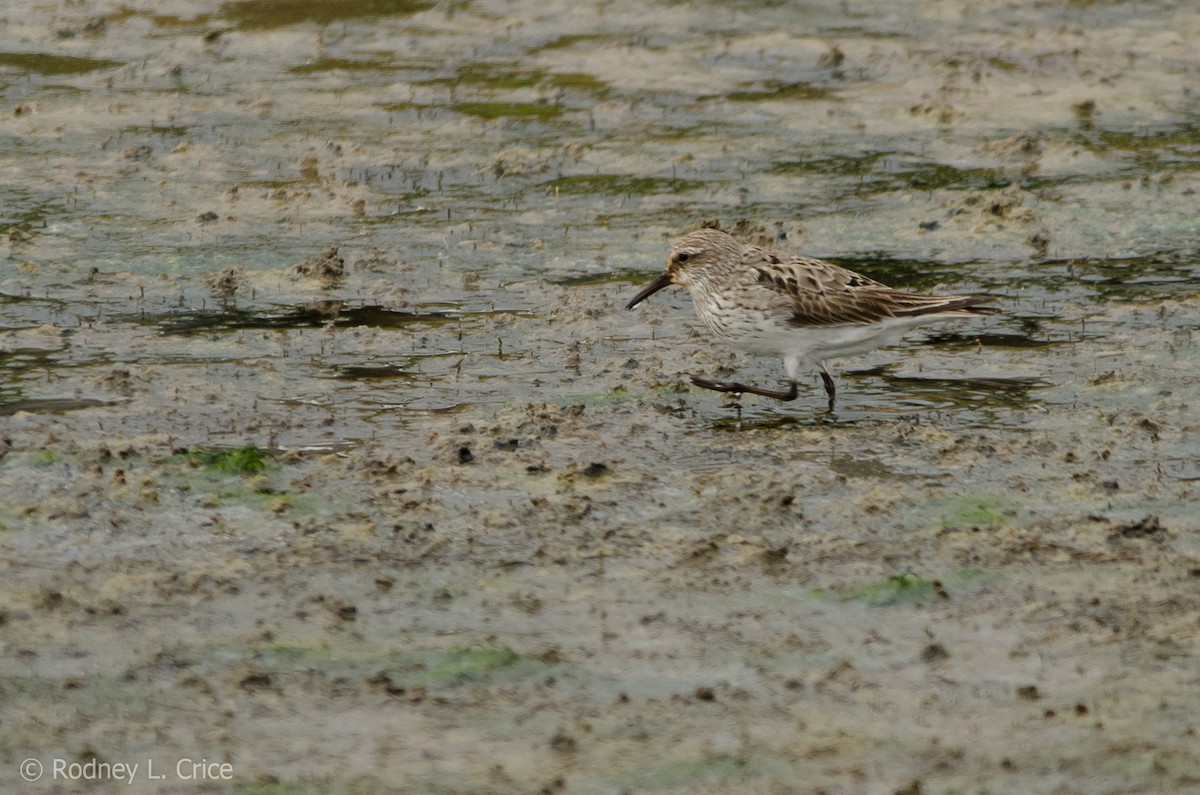 White-rumped Sandpiper - ML67885391