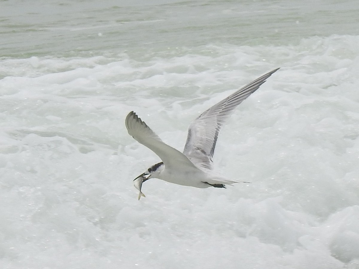 Sandwich Tern - ML67885431