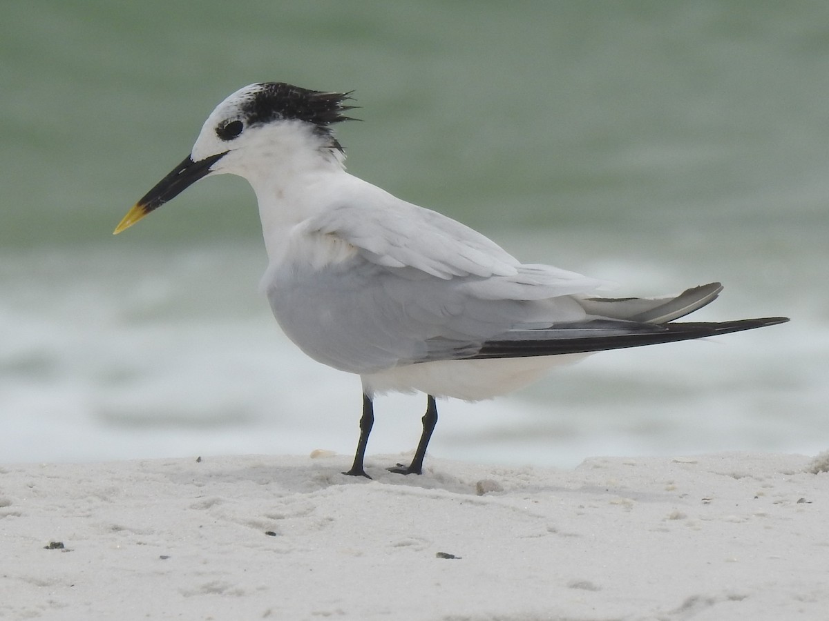 Sandwich Tern - ML67885451