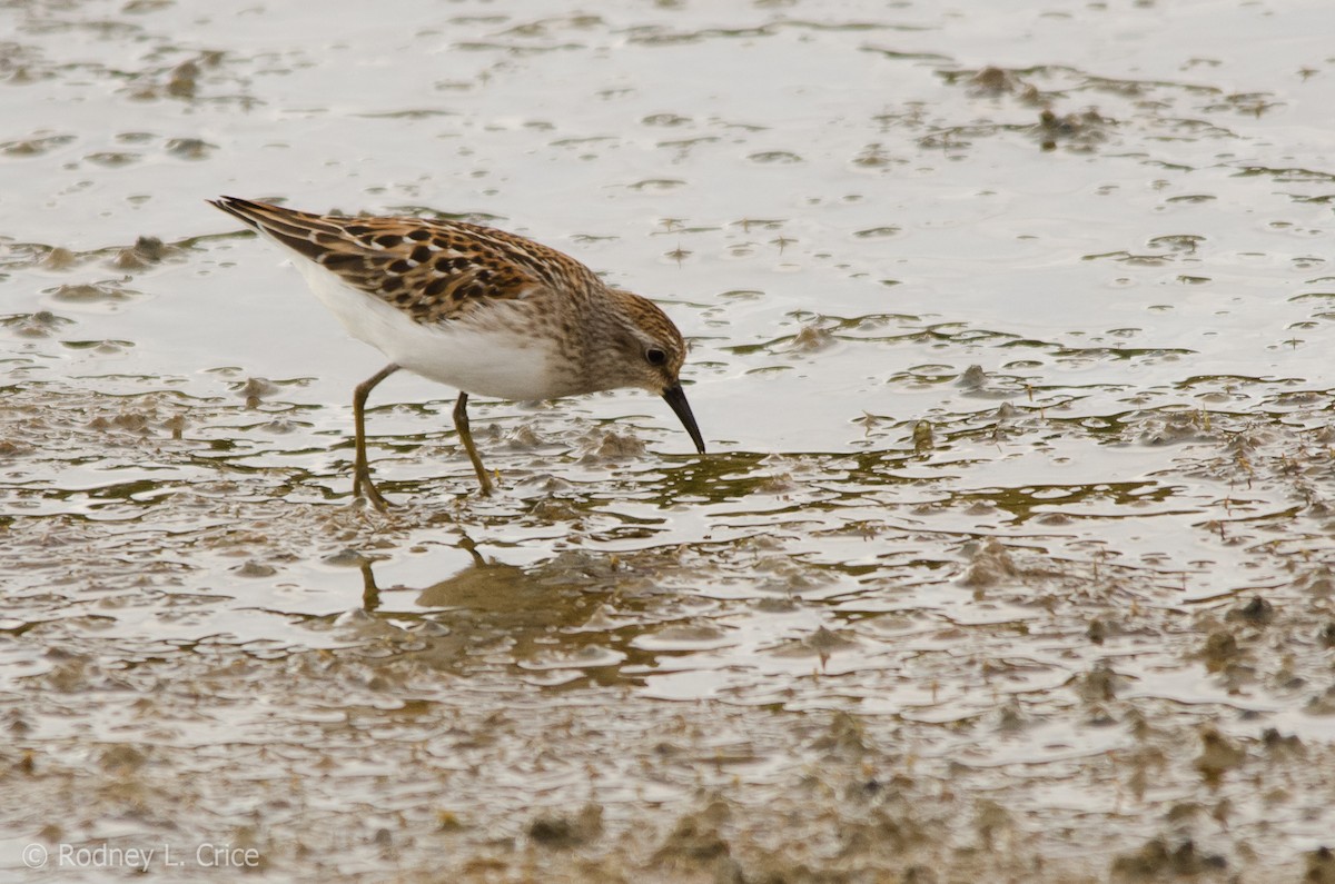 Least Sandpiper - ML67885461