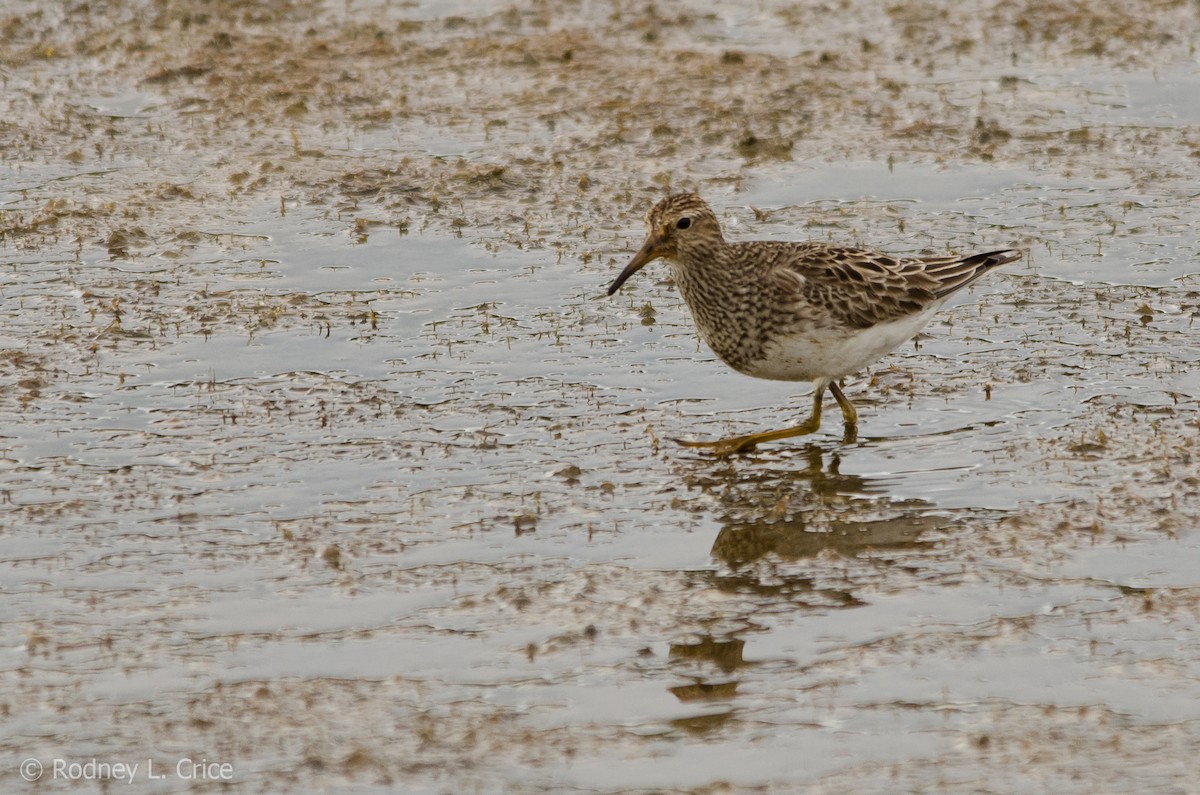 アメリカウズラシギ - ML67885501