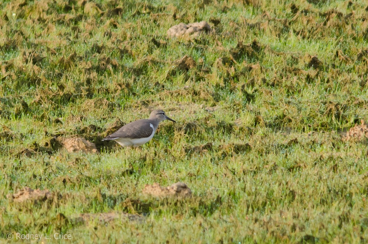 Spotted Sandpiper - ML67885571