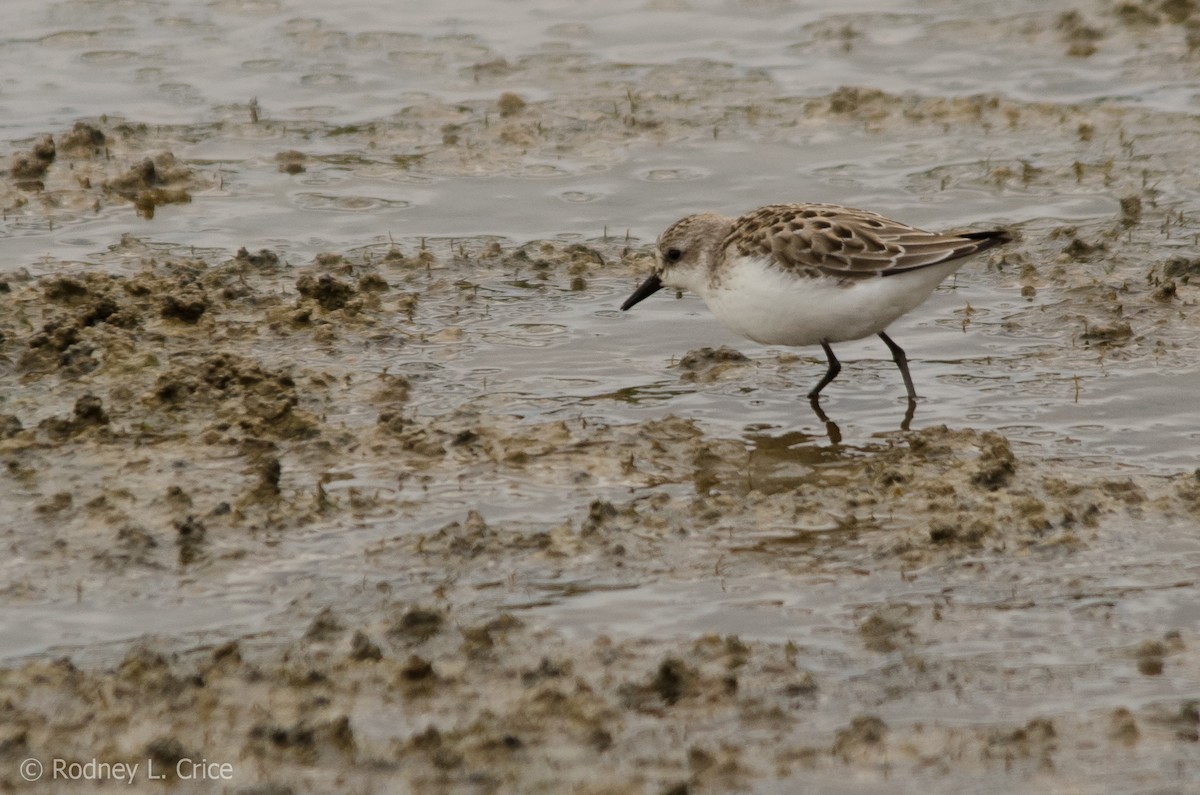 Semipalmated Sandpiper - Rodney Crice