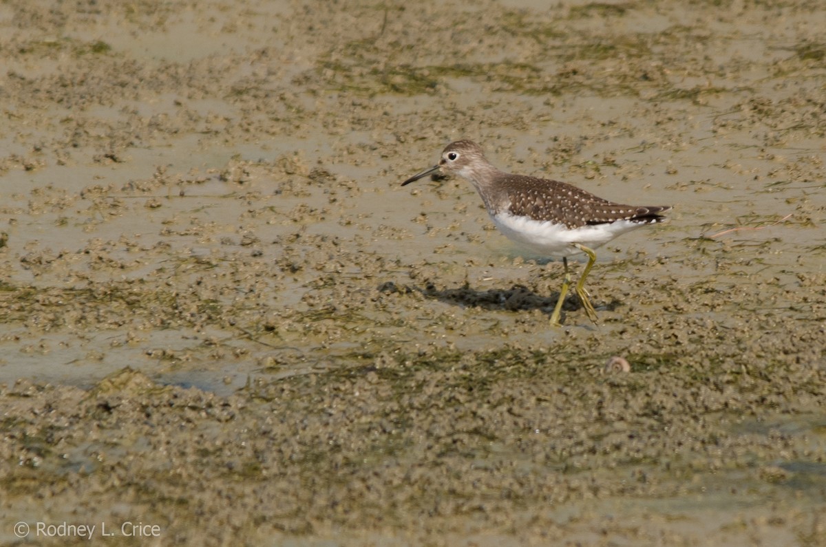 Solitary Sandpiper - ML67885651