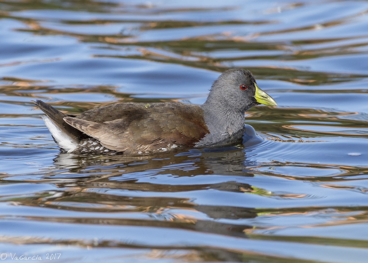 Spot-flanked Gallinule - VERONICA ARAYA GARCIA