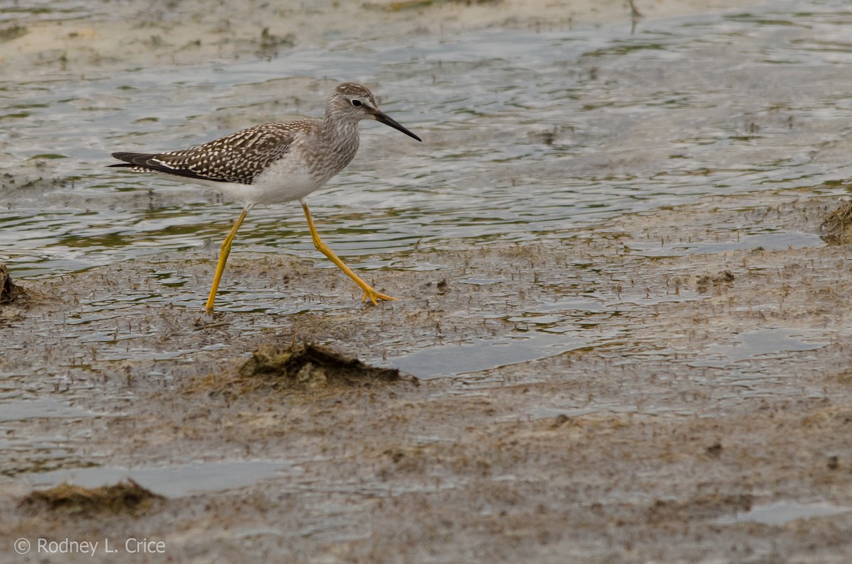 Lesser Yellowlegs - ML67885721