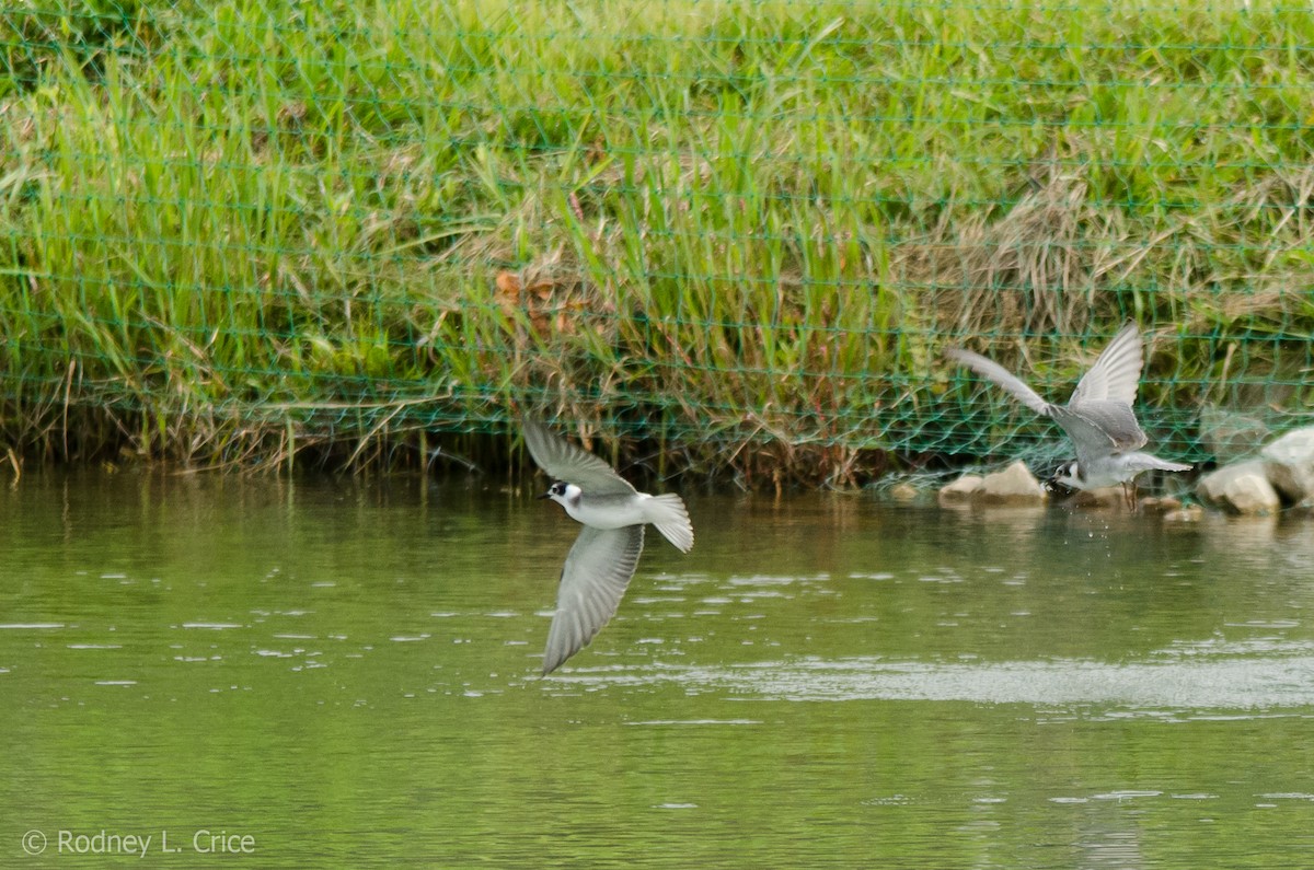 Black Tern - ML67885791