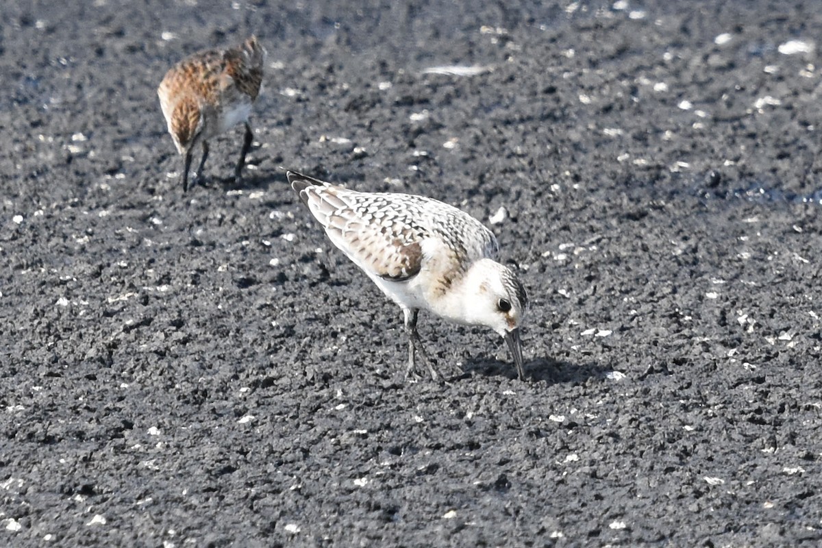 Sanderling - Justin  Nation