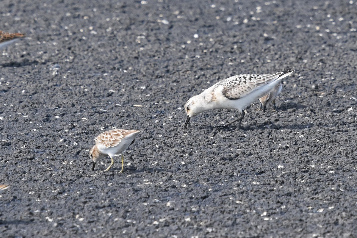 Sanderling - ML67887341