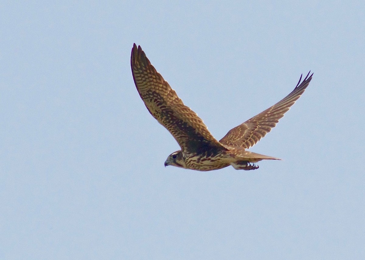 Prairie Falcon - Kathryn Keith