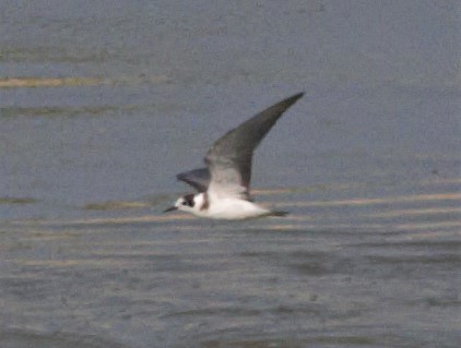 Black Tern - ML67887451