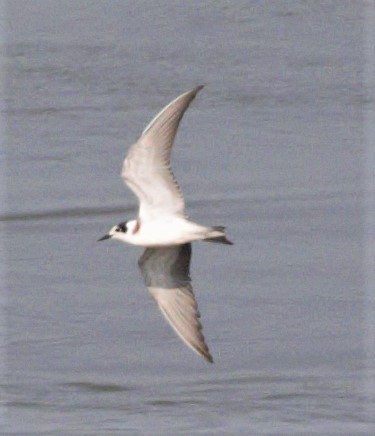 Black Tern - ML67887461