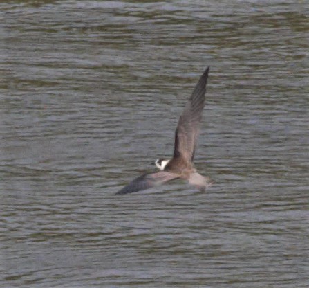 Black Tern - ML67887471