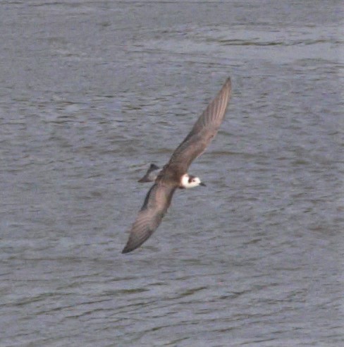 Black Tern - ML67887481
