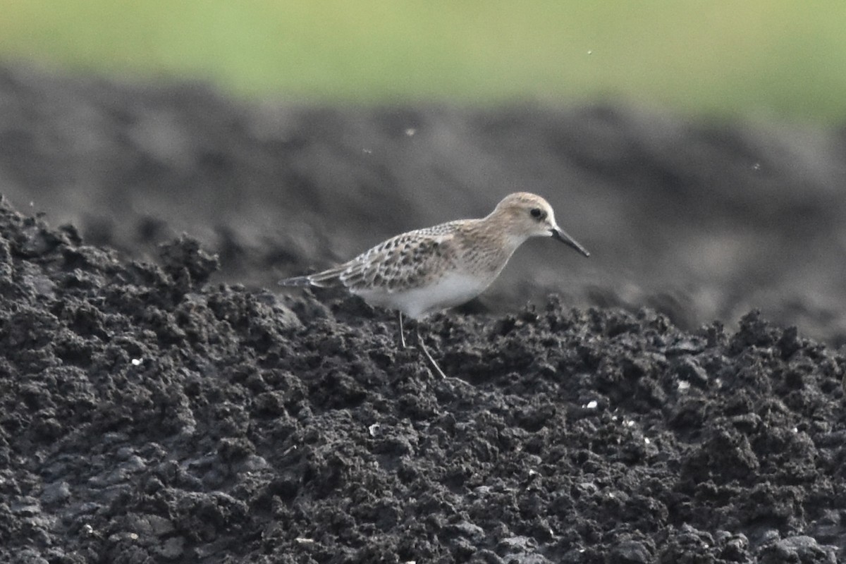 Baird's Sandpiper - ML67887691