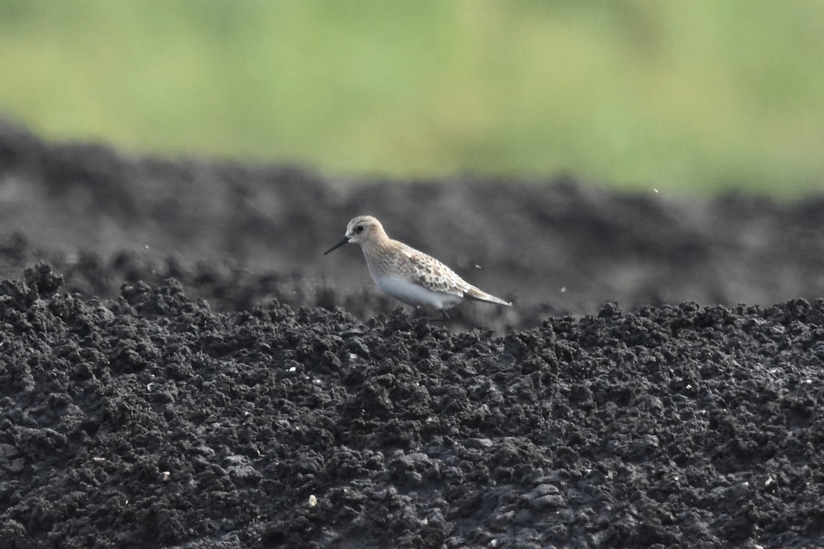 Baird's Sandpiper - Justin  Nation