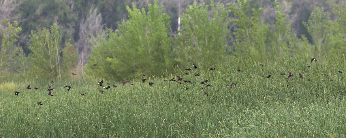 Yellow-headed Blackbird - ML67887831