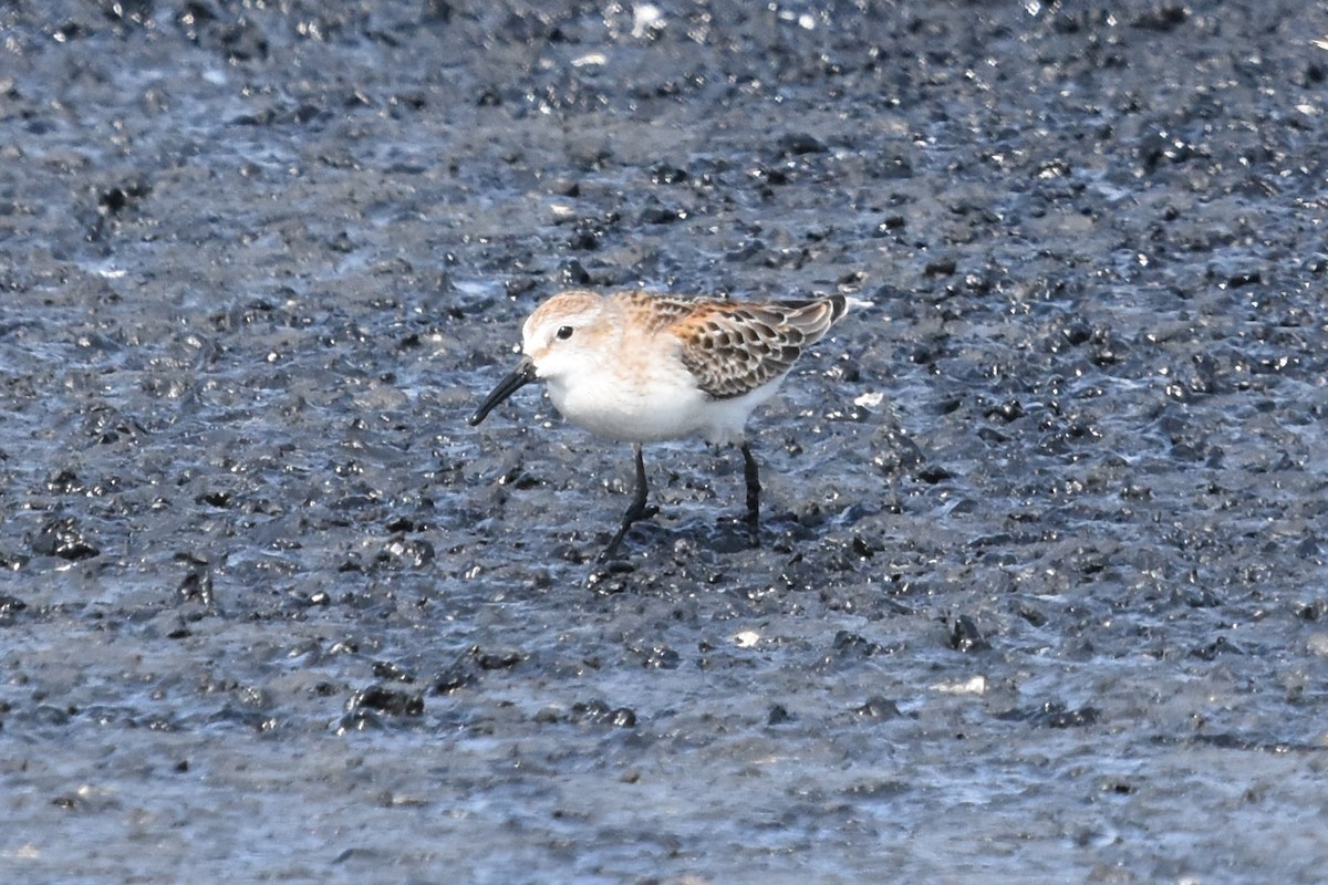 Western Sandpiper - ML67888551