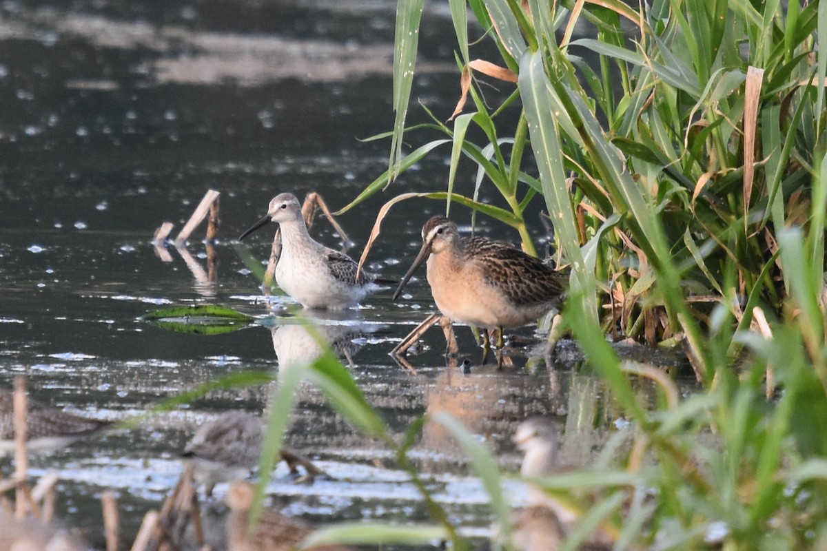 Short-billed Dowitcher (hendersoni) - Justin  Nation